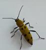 Chlorophorus glabromaculatus